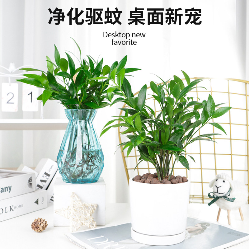 带根驱蚊富贵竹水竹柏培易活植物室内客厅绿植花卉盆栽四季常青