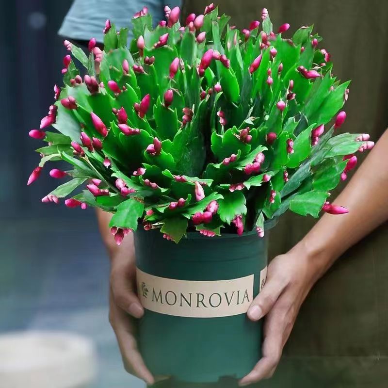 蟹爪兰盆栽花花苞苗带四季绿植室内阳台多肉绿植带土冬天养的花