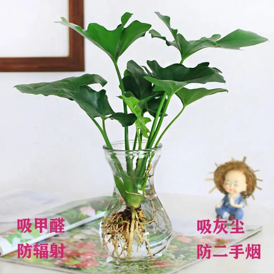 小盆栽桌春室内水养面羽竹柏文竹绿萝绿植办公室水培植物净化空气