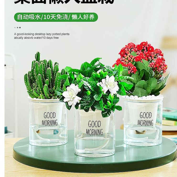 绿萝发财树盆吊兰花卉栽植物室内文竹多肉甲醛水培小绿植好养吸除
