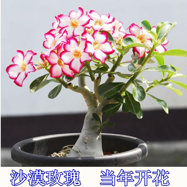 沙漠玫瑰观叶室内观花植物耐阴花卉多肉桌面绿植盆栽好养当年开花
