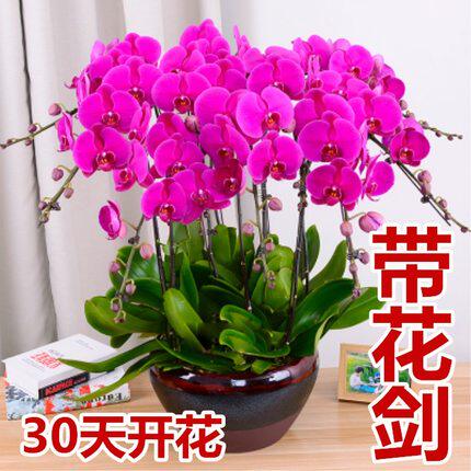 蝴蝶兰花带花苗带花剑苞盆栽兰花大苗客厅室内植物花卉四季好养活