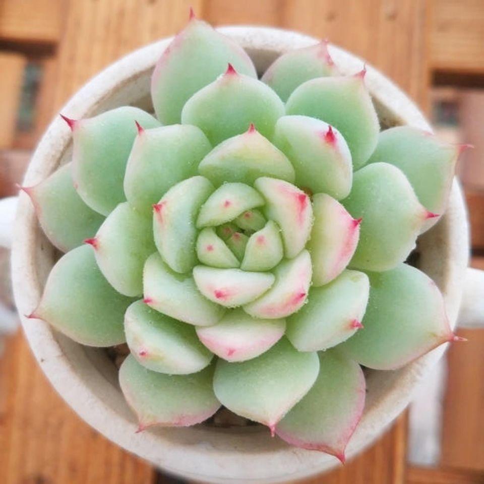 多肉tp蒂比耐寒植物花卉绿植客厅阳台办公室除新手好养多头群
