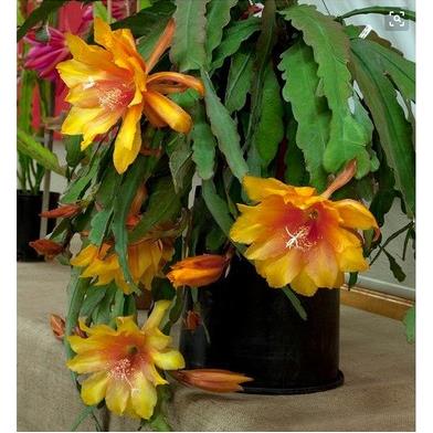 鱼骨令箭根花荷花苗带苞盆 栽嫁接进口枝条室内阳台庭院多肉植物