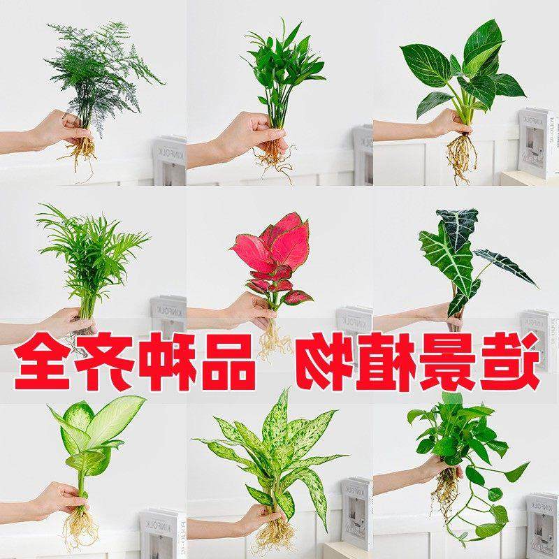 水培造景植物白掌花卉九里香盆栽竹芋绿萝办公室和鱼共生水养鱼缸