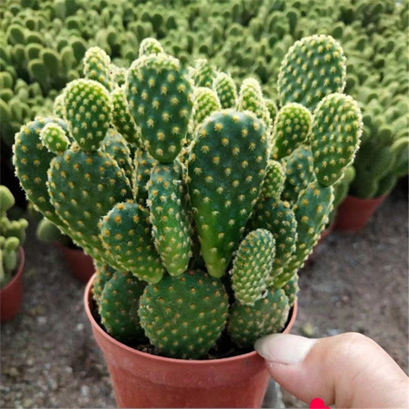 多肉植物掌黄毛掌红毛仙人掌科室内美观防辐射易养美观防辐射盆栽