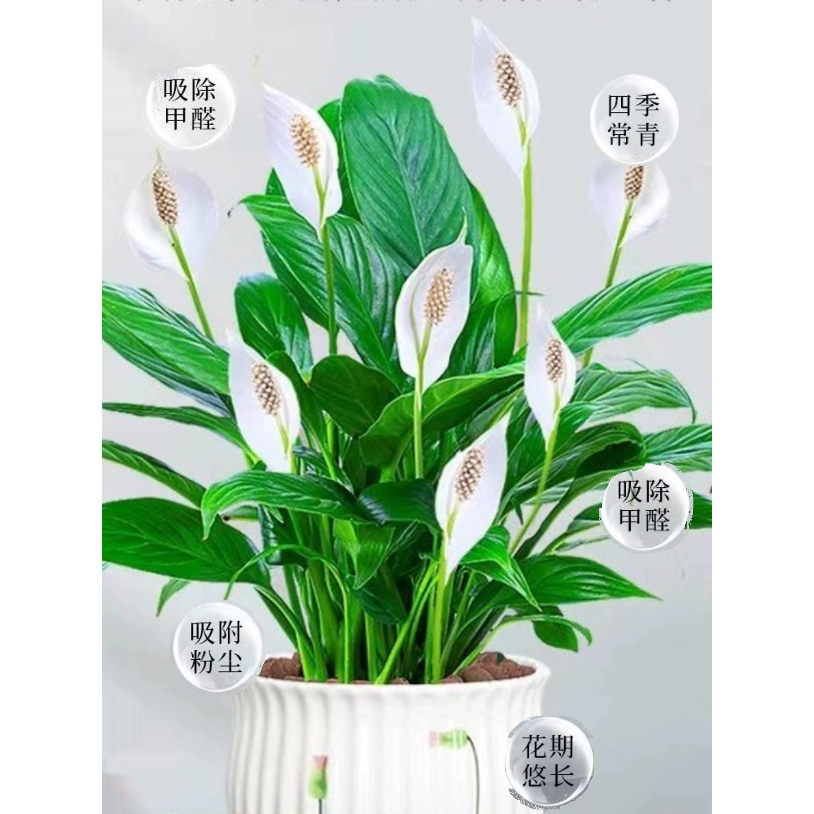 一帆风顺绿萝白掌盆栽花卉植物室内花水培绿植好养发财树吸除甲醛
