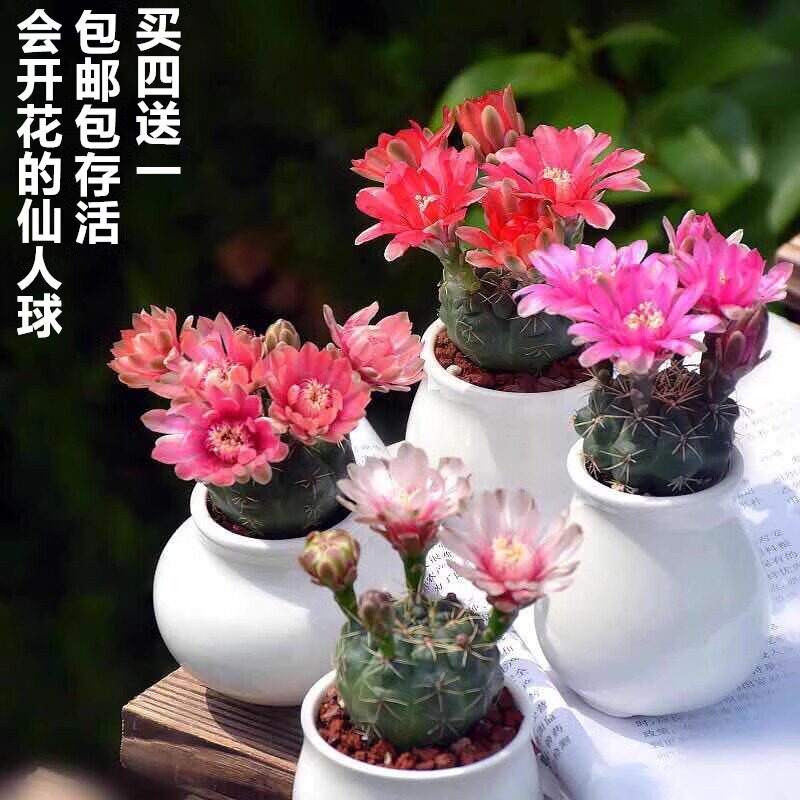 绯花玉仙品种人球开花室内可爱小盆栽桌面仙人掌类多肉植物