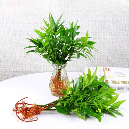 竹柏盆栽新宠水培驱蚊植物室内客厅卧室桌面绿植盆栽花卉四季常青