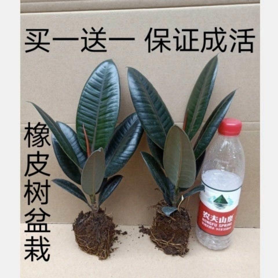 不用晒太绿植见阳阳的光的室内盆栽植物不需要耐阴耐寒花卉喜阴