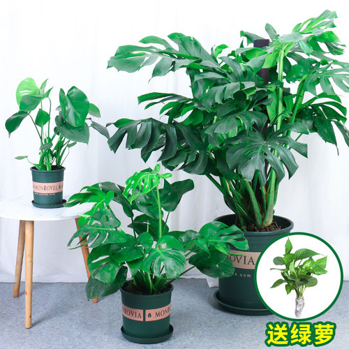 龟背竹盆栽大室内客厅型除甲醛绿植物大叶开背老桩水培仙洞龟背竹