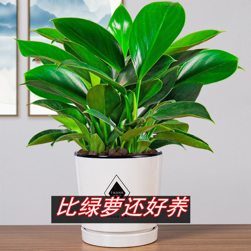 绿公主金常四季盆栽钻青净化空气吸甲醛室内花桌面好养绿萝可水培