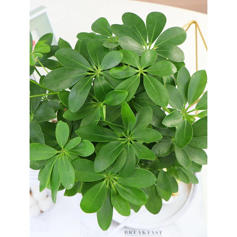 鸭脚木盆花室内植物栽卉常青八方来财七叶莲发财树绿植盆景苗