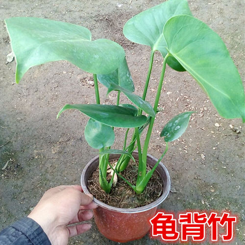 水培龟背龟背竹竹盆栽苗金钻盆栽绿植蔓绿绒净化空气室内四季常青