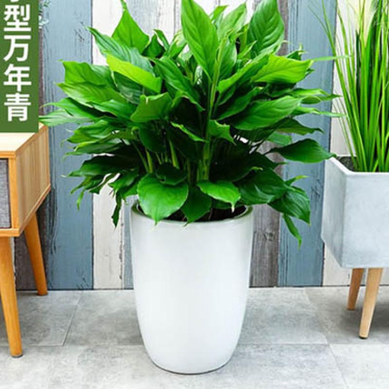 万年青盆栽室内植物大型绿植办公室四季常青大叶金钻好养客厅卧室