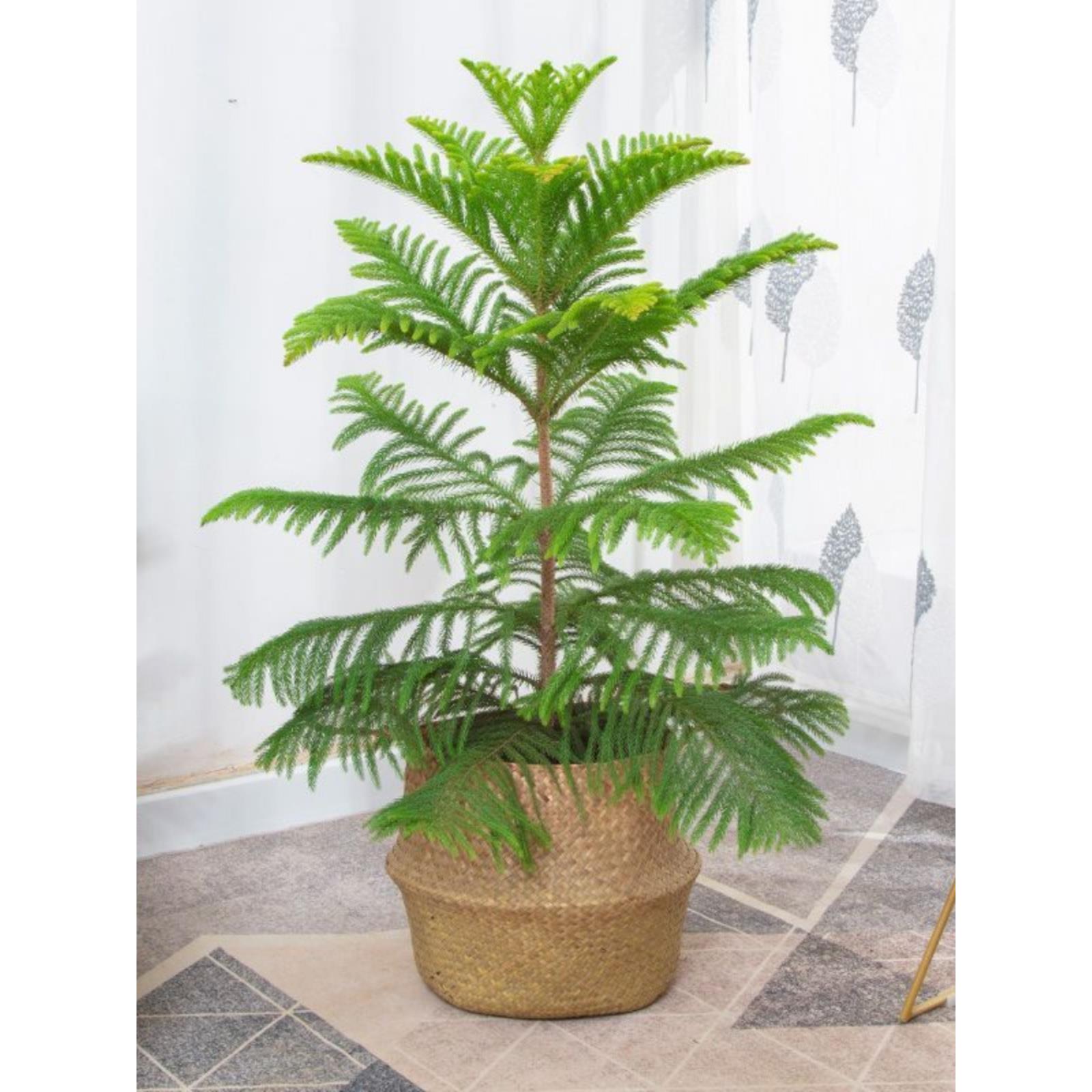 南洋松盆南洋杉景树苗圣诞树花卉绿植客厅四季常青盆栽净化空气
