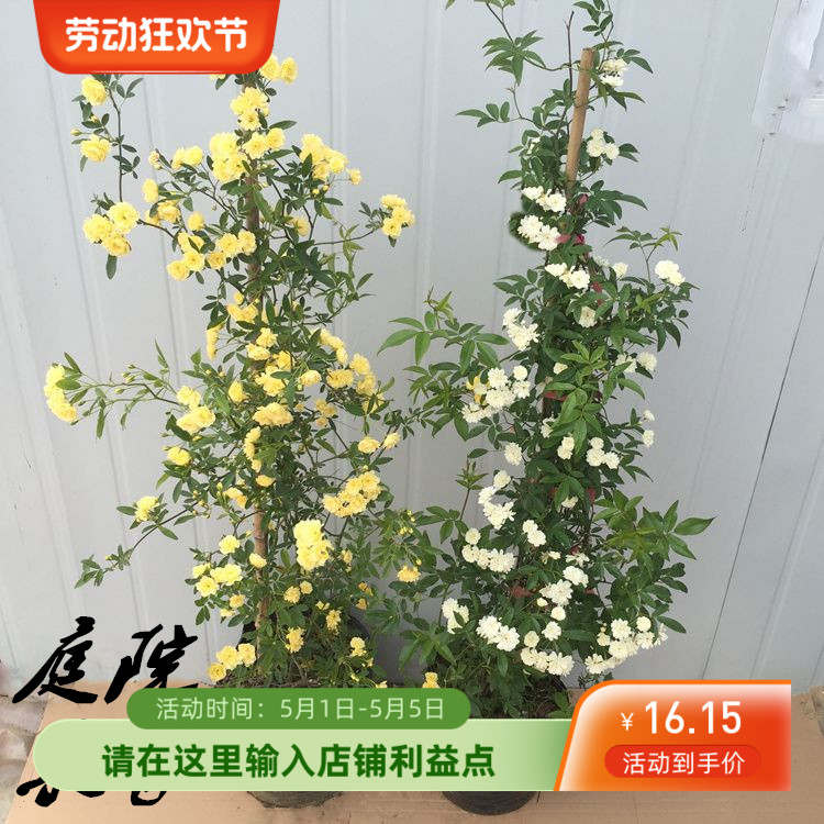 黄木香花藤爬植物红苗白木香树苗大苗室内庭院四季开花木香花盆栽