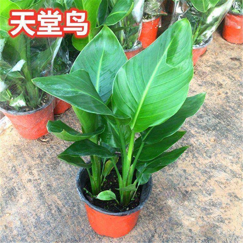 内卉绿植盆栽 天堂空鸟花苗净室化气吸甲花醛带公土发货办室内花
