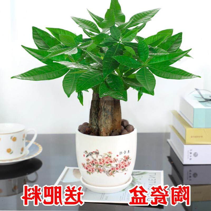 发财树盆栽植物花卉绿植陶瓷花盆办公室内盆栽净化空气好养易养