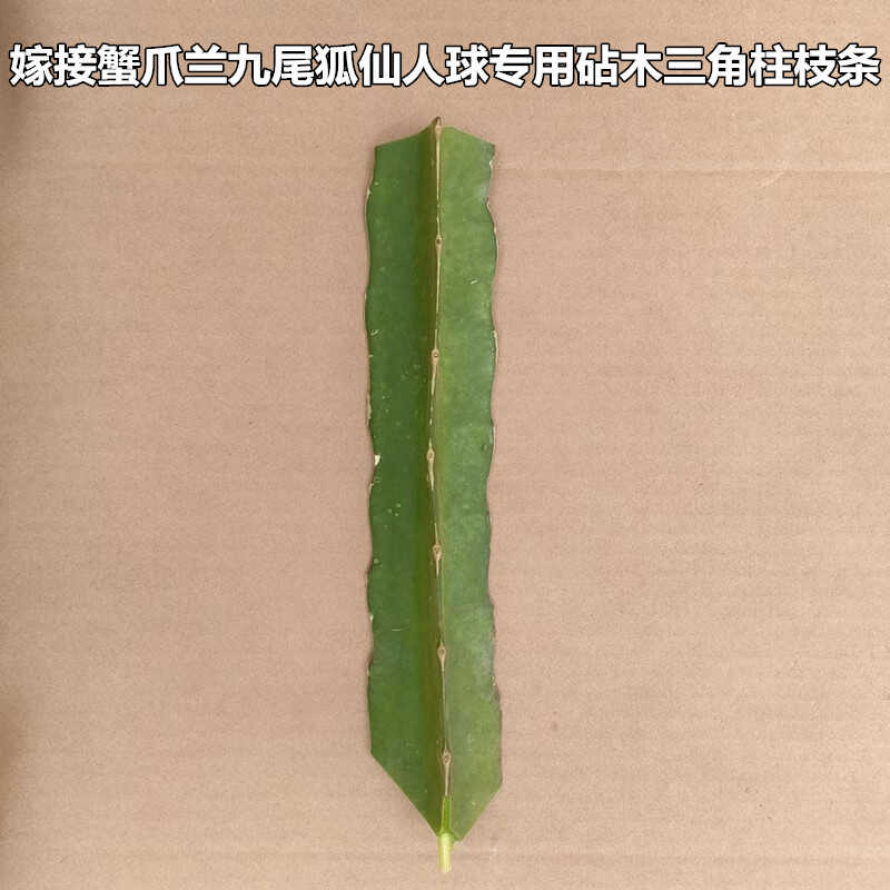 多肉植物嫁接柱蟹三角爪兰九尾狐叶仙人掌科球火龙果枝条专用砧木
