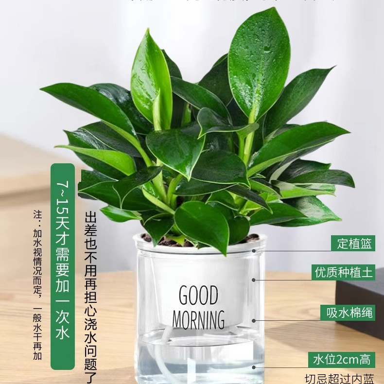 铂金钻盆花卉栽绿萝箩植物室内花水培绿植多肉好养发财树吸除甲醛