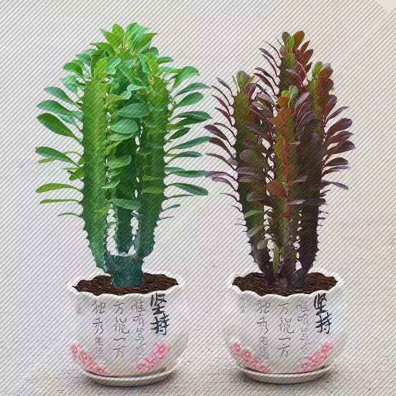 巴西龙骨 仙人柱 玉麒麟 盆栽室内吸甲醛防辐射