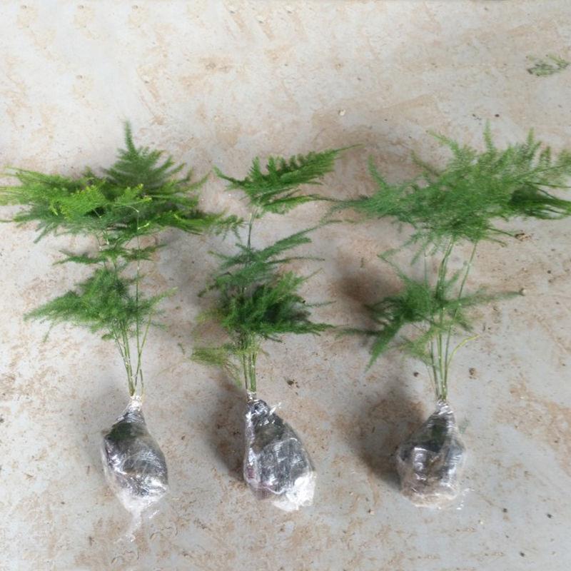 [三盆]绿植文竹盆栽客厅办公室盆景文竹进化空气吸甲醛防辐射
