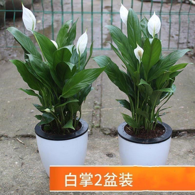一帆风顺盆栽四季室内开白掌红掌植物客厅花卉水培