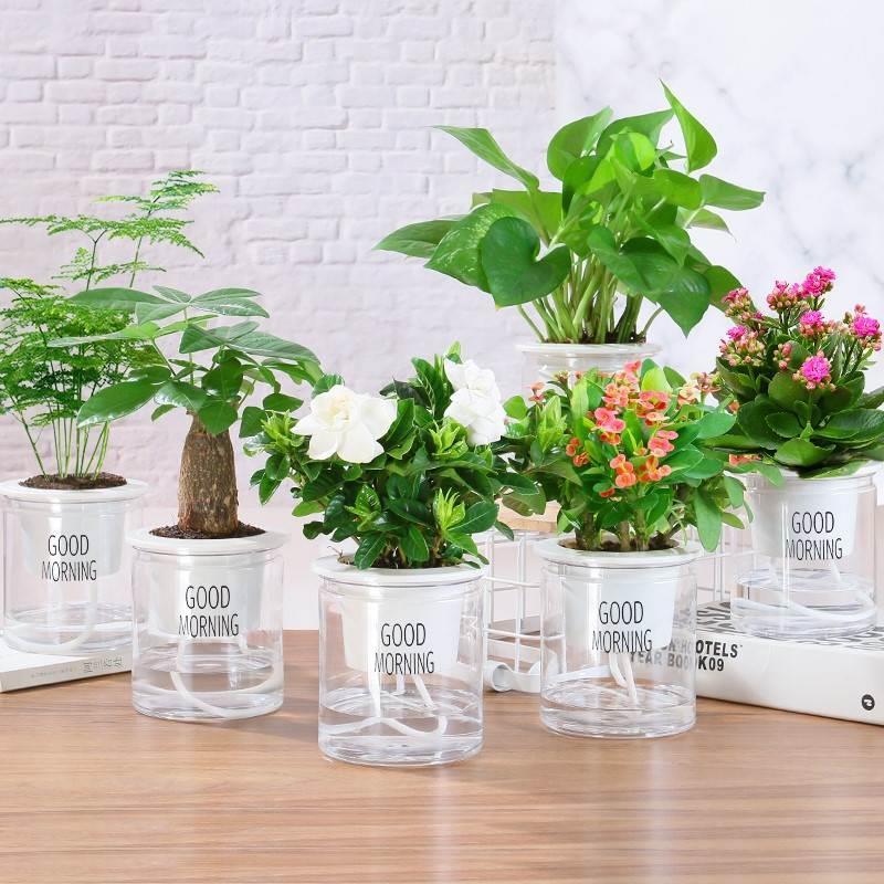 摆在客厅植物的真花适合养在客厅的植物绿植盆栽花卉办公室内好养