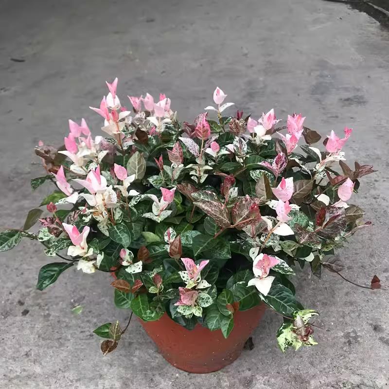 彩色黄金花叶组合络石盆栽常春藤阳台庭院办公吊兰耐寒耐热包邮