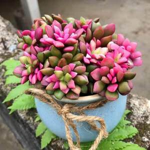 推荐】吹雪之松锦植多肉物懒热栽门盆【室绿植花卉四季好养内人花
