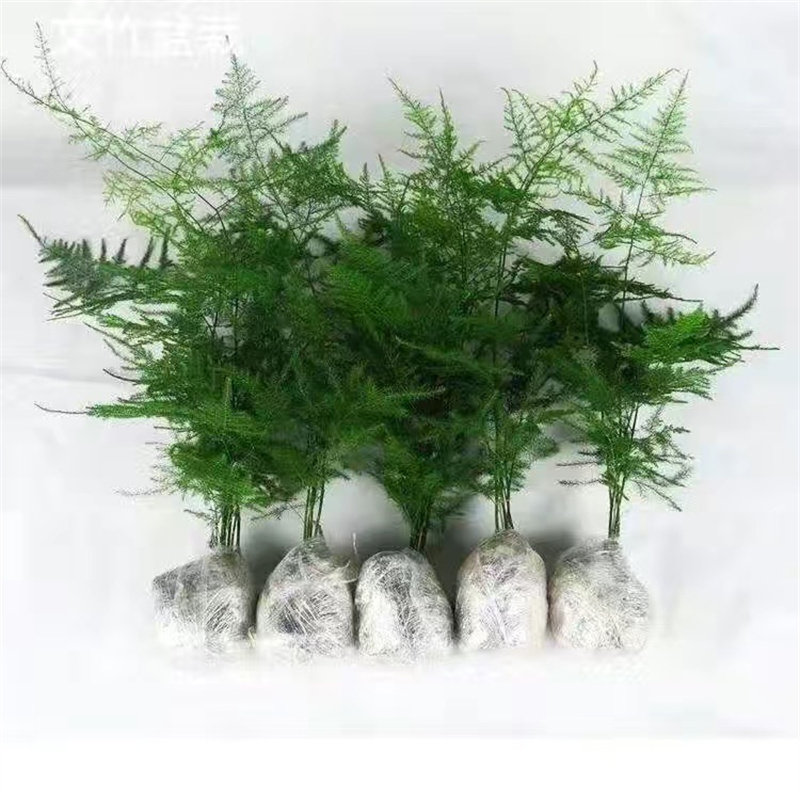 文竹盆栽植物室内盆景水培植物花客厅桌面办公室绿植好养房间招财