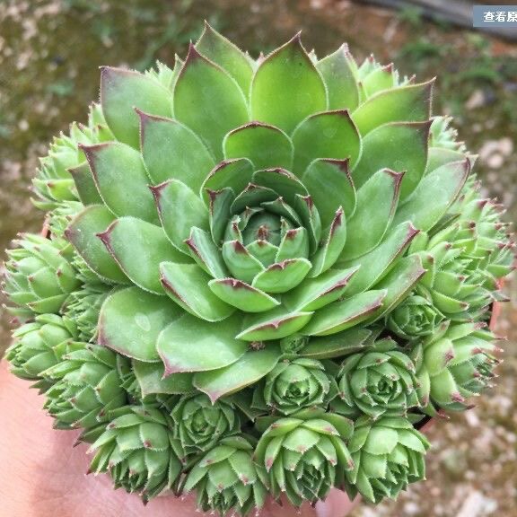 多肉植物莲观音群生多头老桩带仔肉肉室内办公室盆栽花卉防辐射