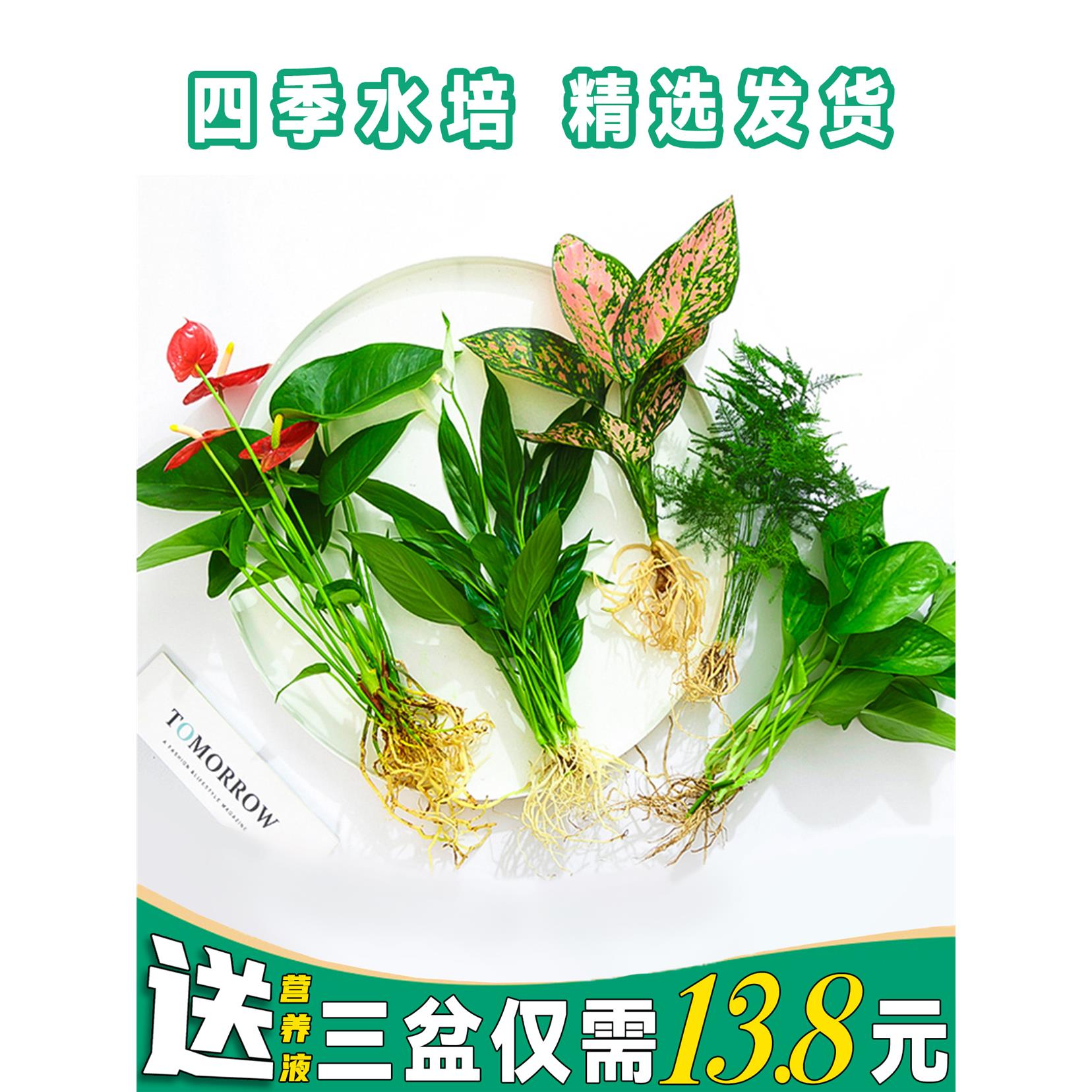 水培植物红吉利花室内卉盆栽九里香绿植水养绿萝箩富贵竹文竹大全
