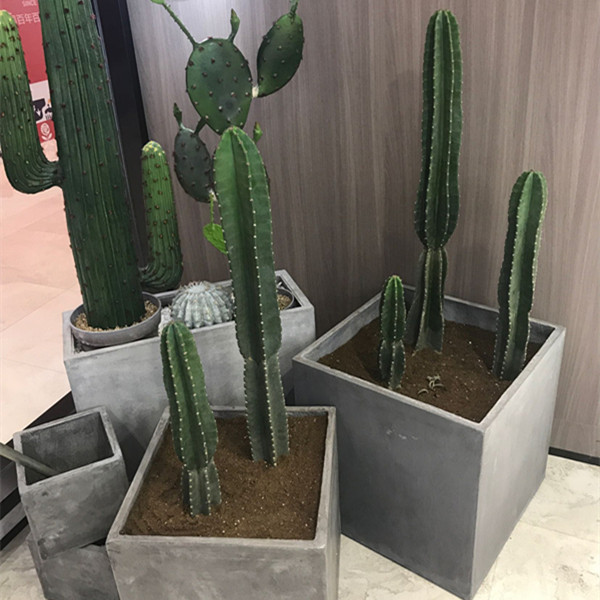 仙人柱 仙人量 天尺掌 无刺天轮柱 盆栽植物 阳台植物 将军柱包邮