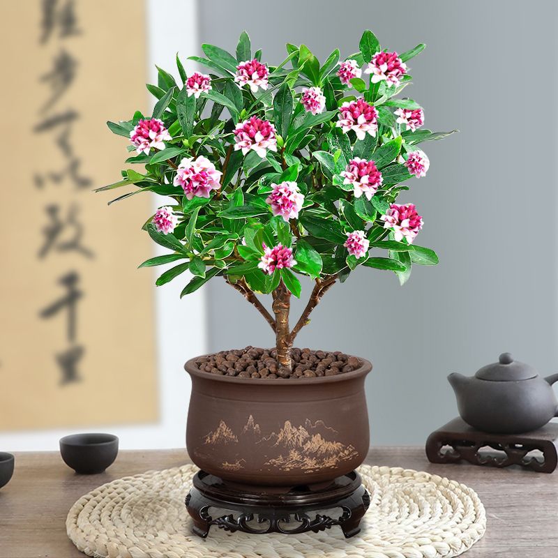 金边瑞香带浓香型盆栽花苞室内老桩客厅观花植物耐寒花卉四季开花