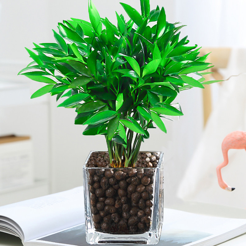 水培驱蚊富贵盆栽竹柏竹水养植物驱蚊草室内客厅绿植花卉四季常青
