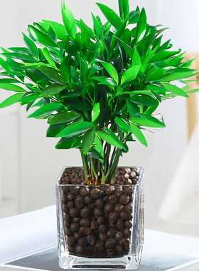 水培驱蚊富贵盆栽竹柏竹水养植物驱蚊草室内客厅绿植花卉四季常青