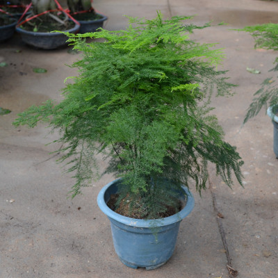 文竹花卉室内客厅盆栽阳台绿植净化空气水培植物大文竹四季常青