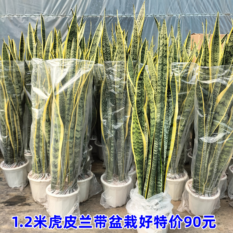 金边虎皮客室内盆栽兰厅绿植大虎尾兰花卉净化空气吸甲醛耐旱植物
