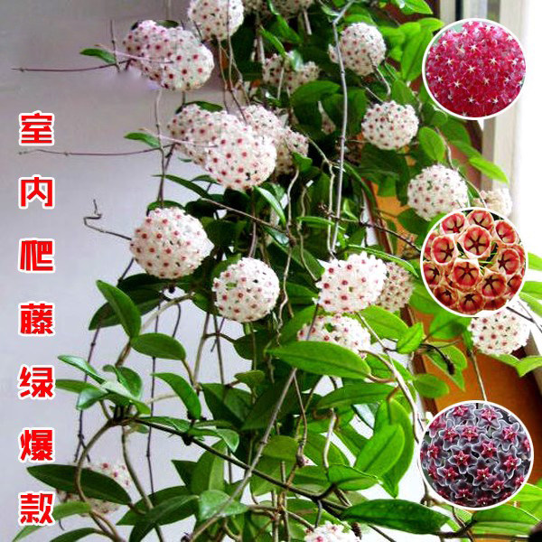 球兰花苗爬藤吊 室内兰盆栽花卉 绿叶花心球兰大苗攀援植物