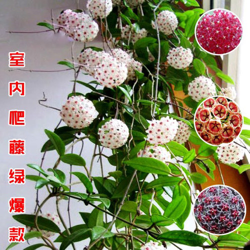 球兰花苗爬藤吊 室内兰盆栽花卉 绿叶花心球兰大苗攀援植物