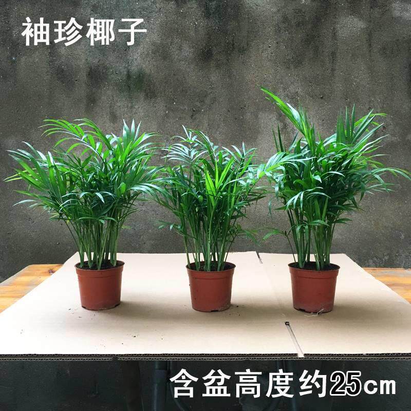 袖珍椰子植物夏散尾葵威夷室内盆栽不落叶花植物观赏凤尾竹绿植盆