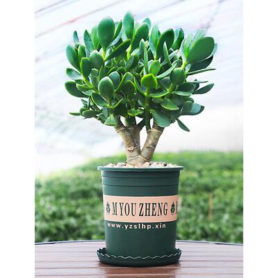 玉树老桩盆栽大株多肉植物室内四季好养绿植净化空气四季常绿盆栽