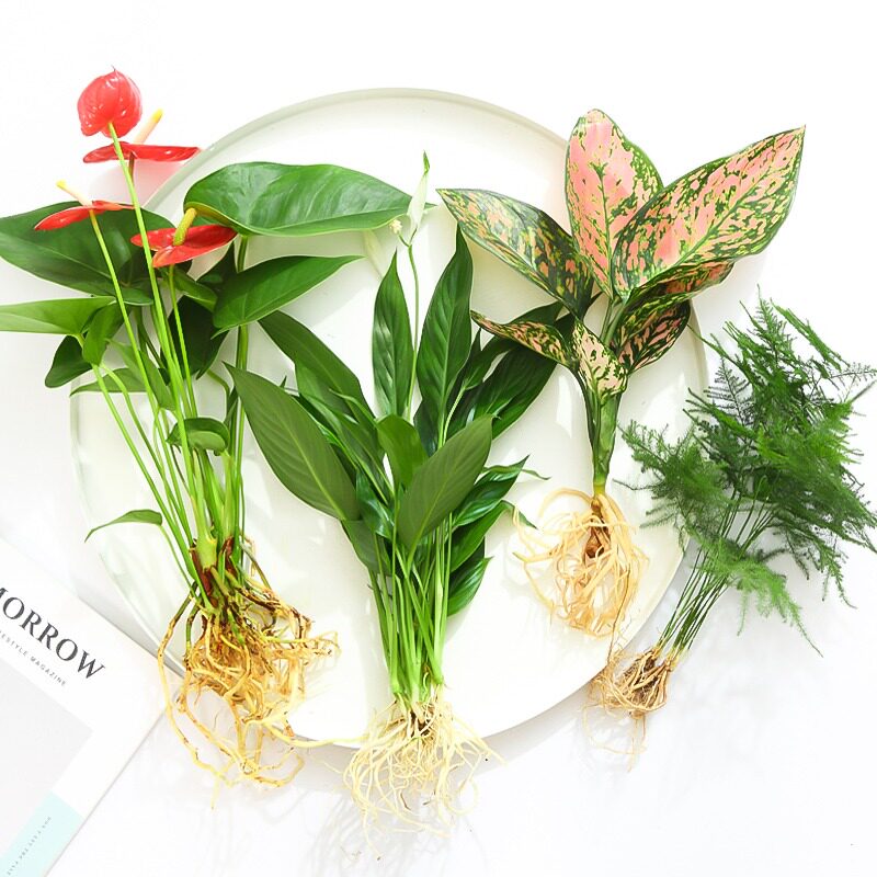 花卉植物培绿室内花水植盆栽四季水生好养活绿萝富贵文竹芋红白掌