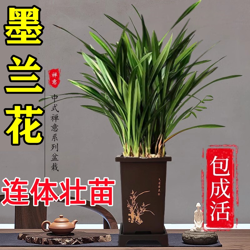 墨兰兰花大精品苗花卉盆栽室内浓香绿植物金边企黑贺岁兰四季好养