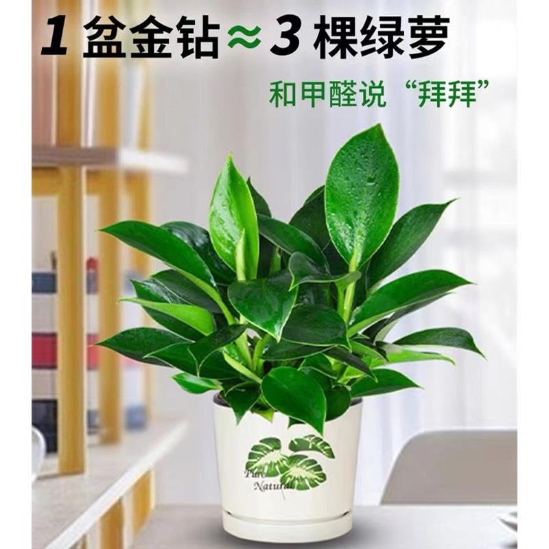 铂金钻盆栽绿萝箩植物水培绿植发财树花卉多肉办公室内去吸除甲醛