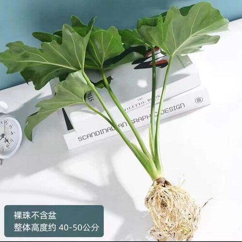 春雨绿植盆栽植物花卉室内易养活龟背竹无土春羽水培植物室内好养