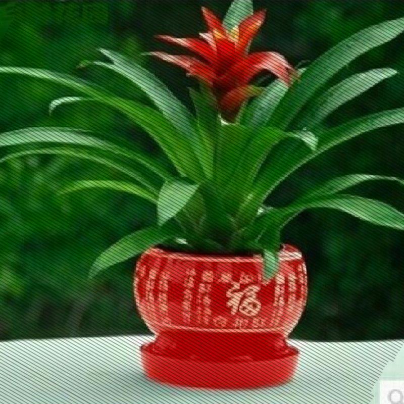 鸿运当头四季陶瓷盆花卉红星盆景水培植物室内绿植鲜花苗凤梨