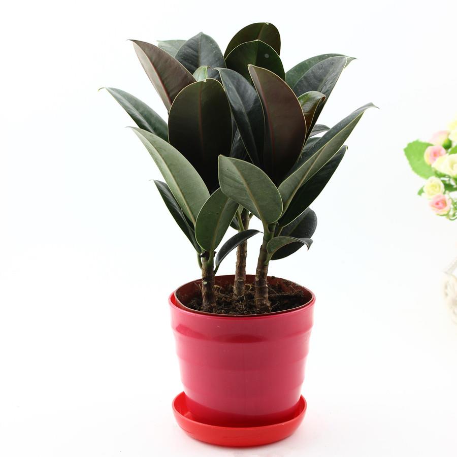 黑金刚橡花卉绿植皮树室内小盆栽观叶植物书房办公桌客厅好养包邮